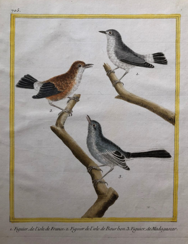 1. Figuier de I'Isle de France 2. Figuier de I'Isle de Bourbon 3. Figuier de Madagascar by Francois-Nicolas Martinet