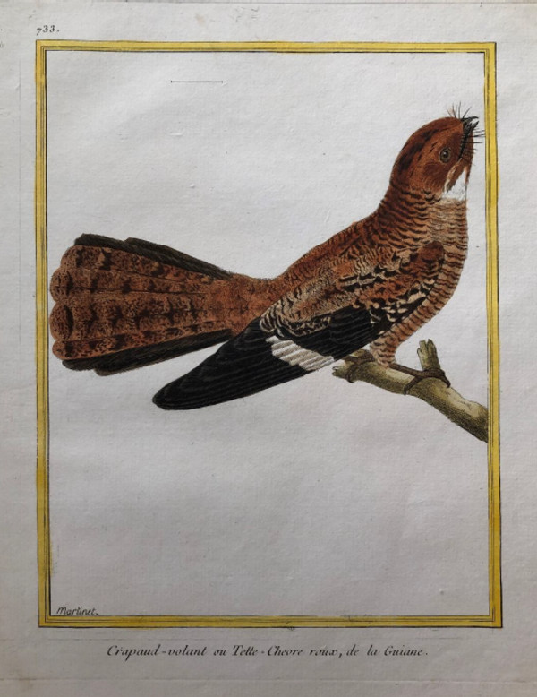 Crapaud Volant ou Tette Chevre de la Guiane by Francois-Nicolas Martinet