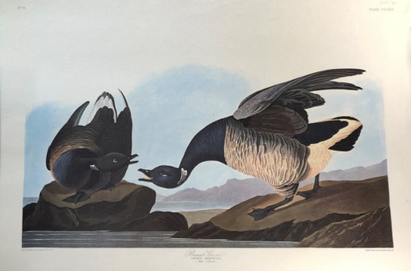 Brant Goose