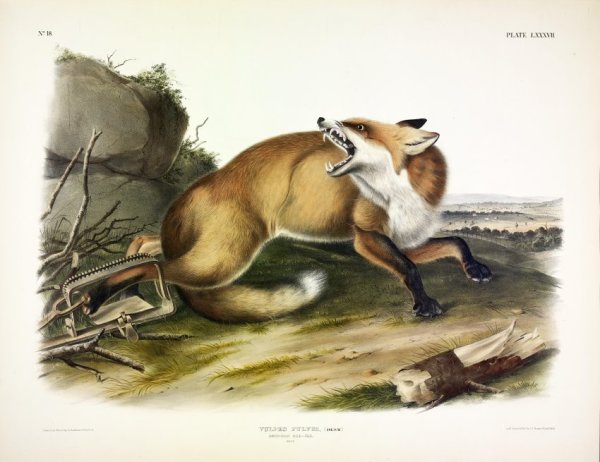 Vulpes fulvus, Desm. American Red Fox. (v. 2, no. 18, plate 87)