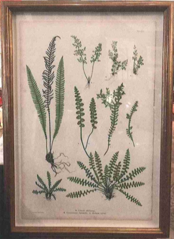 A. Ceterach offieinarum B. Gymnogramma leptophylla C. Blechnum Spicant by Thomas Moore