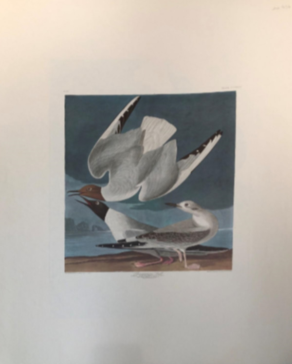 Bonapartian Gull