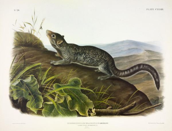Spermophilus macrourus, Bennett. Large-tailed Spermophile. (v. 3, no. 28, plate 139)