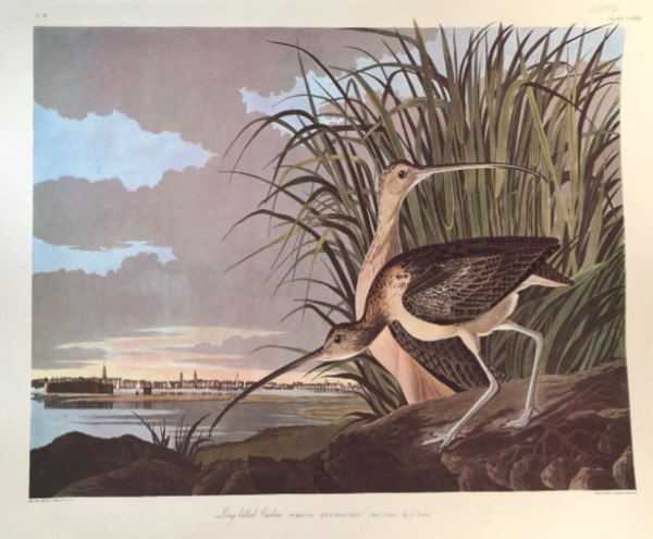 Long Billed Curlew