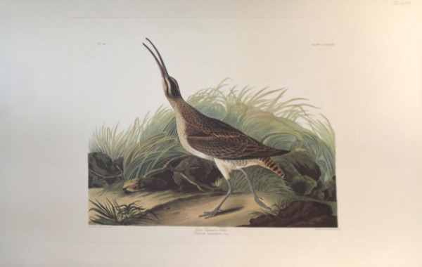 Great Esquimax Curlew