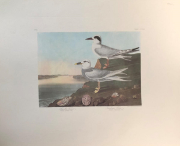 Havell's Tern & Trudea's Tern