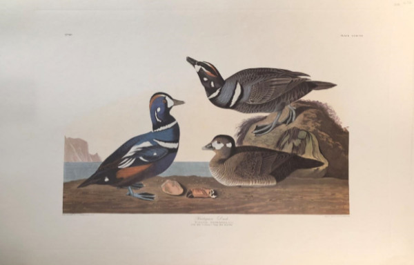Harelquin Duck