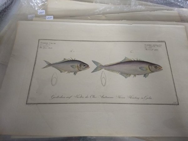 Scomber Calcar (The Spur-back), Plate 330 Scomber Aculeatus (The Cross-spine), Plate 3 30