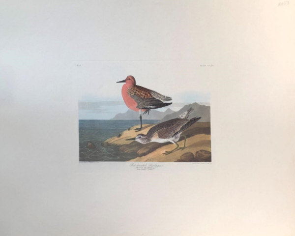 Red Breasted Sandpiper