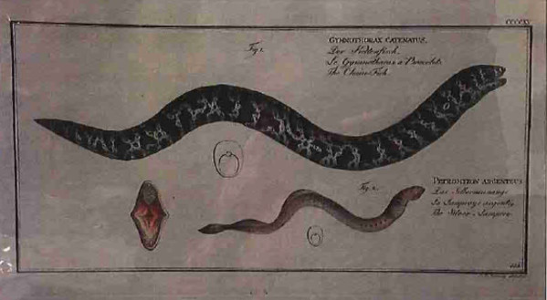 Gymnothorax Catenatus Fig. 1 (1) Petromyzon Fig. 2. (2), The Chain Fish (1) The SIlver-Lamprey (2)