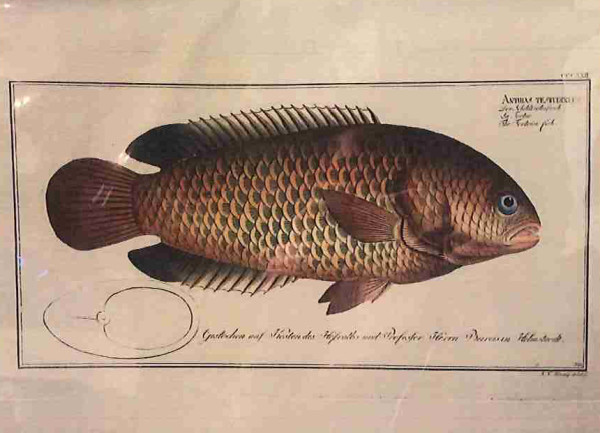 Plate 322, Anthias testudineus, The Tortoise-fish