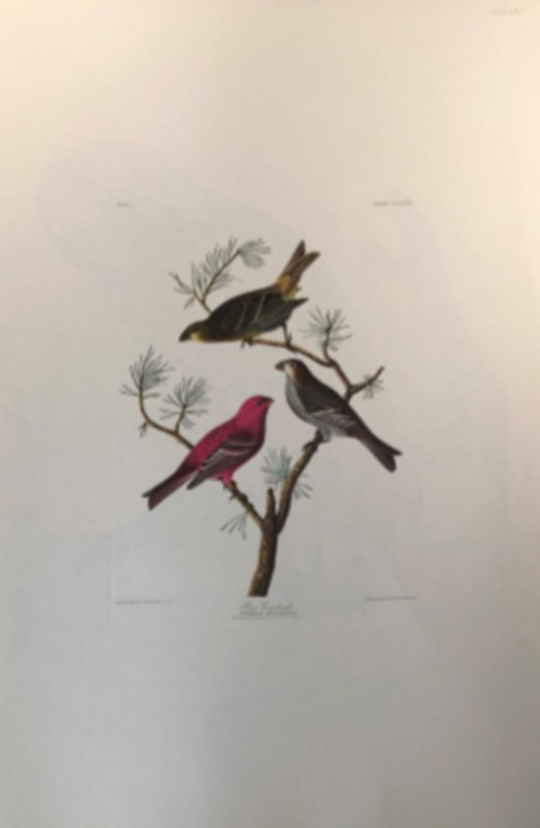 Pine Grosbeak