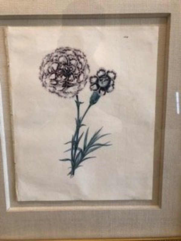 Plate 168, Bray's Invincible