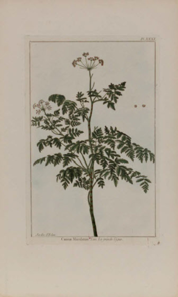 Conium Maculatum by Philip Miller
