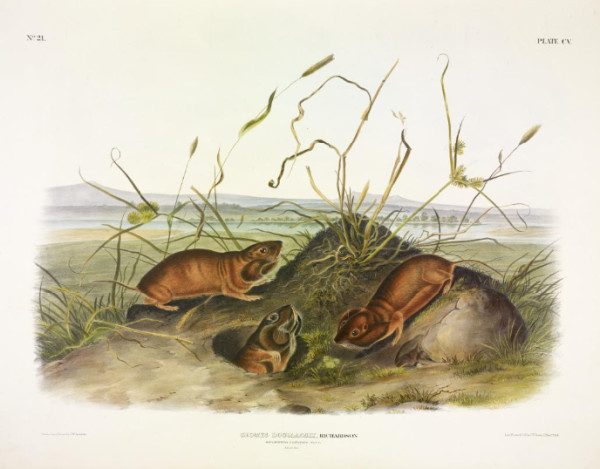 Geomys douglassii, Rich. Columbia Pouched-Rat (v. 3, no. 21, plate 105)