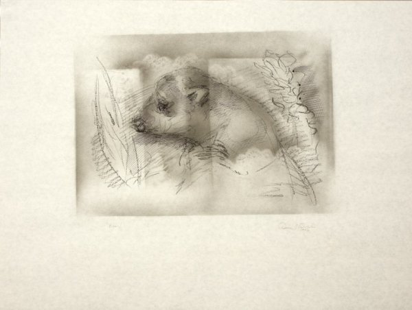 Bear by Daryl Trivieri