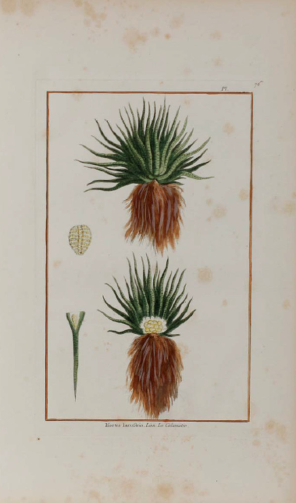 Plate 76, Isoetes iacustris by Unknown Artist