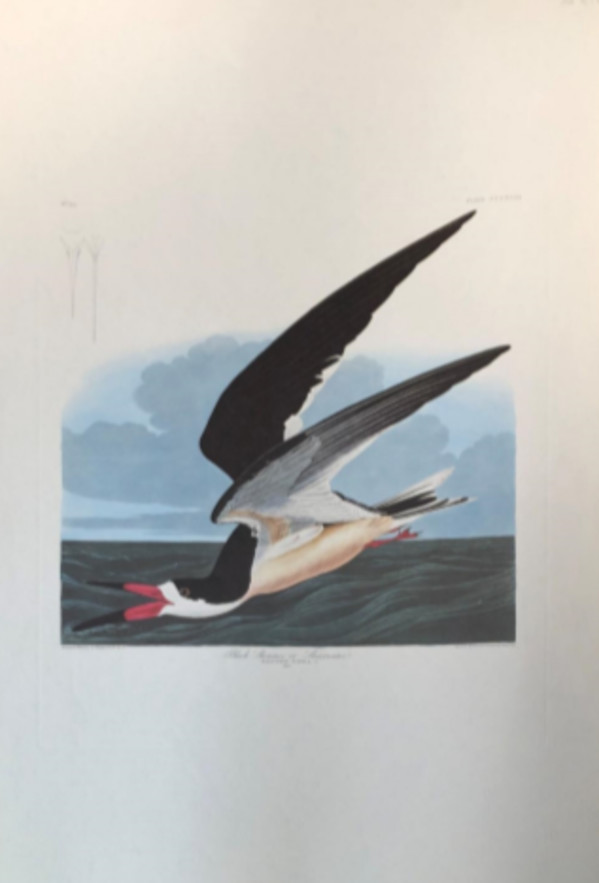 Black Skimmer or Shearwater