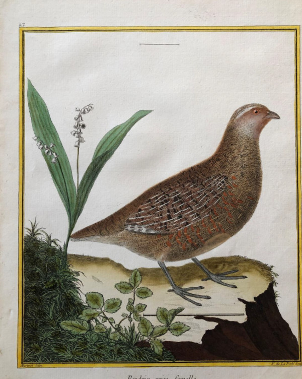 Perdix Grise Femelle by Francois-Nicolas Martinet