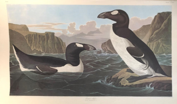 Great Auk