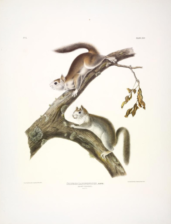 Sciurus lanigunosus, Bach. Downy Squirrel. (v. 1, no. 5, plate 25)