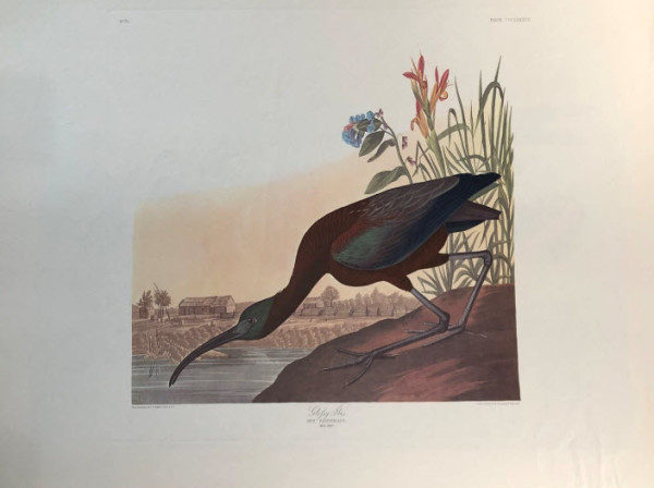Glossy Ibis