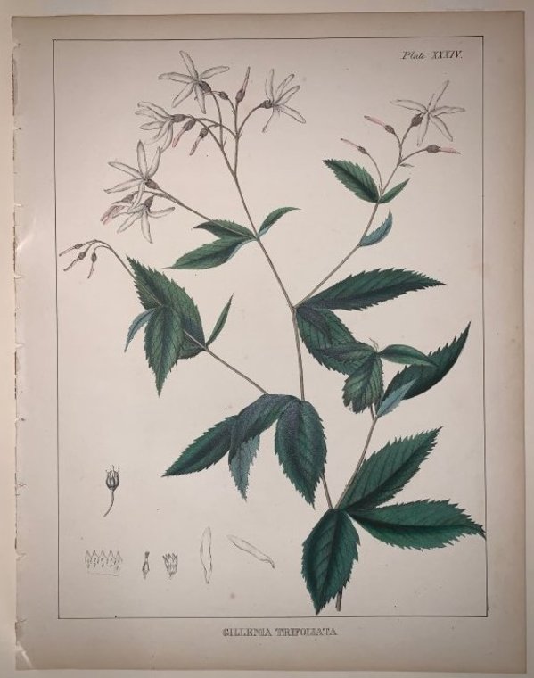Gillenia Trifoliata by Joesph Carson