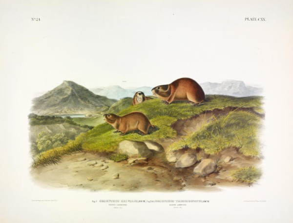 (Fig. 1) Georychus helvolus, Rich. Tawny Leming. (Fig's 2. & 3.) Georychustrimucronatus, Rich. Ba...
