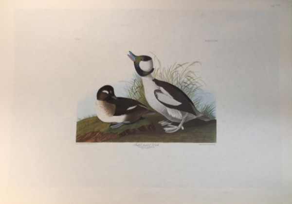 Buffel Headed Duck
