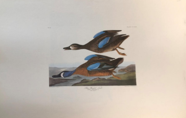 Blue-winged Teal