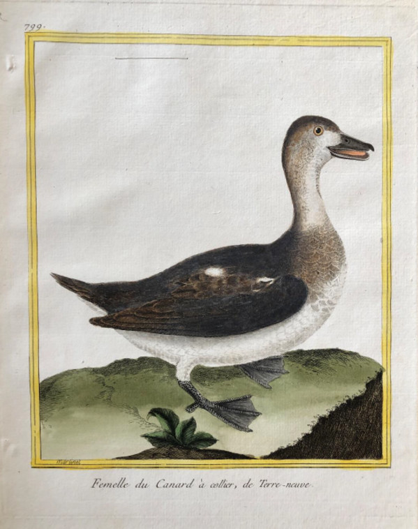 Fernelle du Canard a Collier de Terre-Neuve by Francois-Nicolas Martinet
