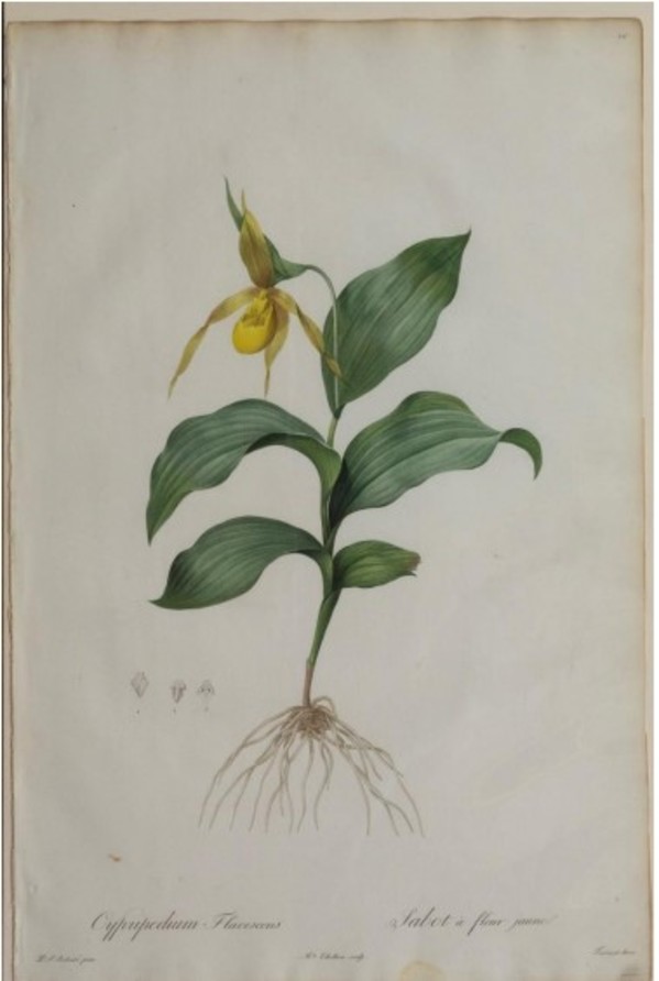Cypripedium Flavescens (Yellow Lady-Slipper), Plate 20 by Pierre-Joseph Redoute