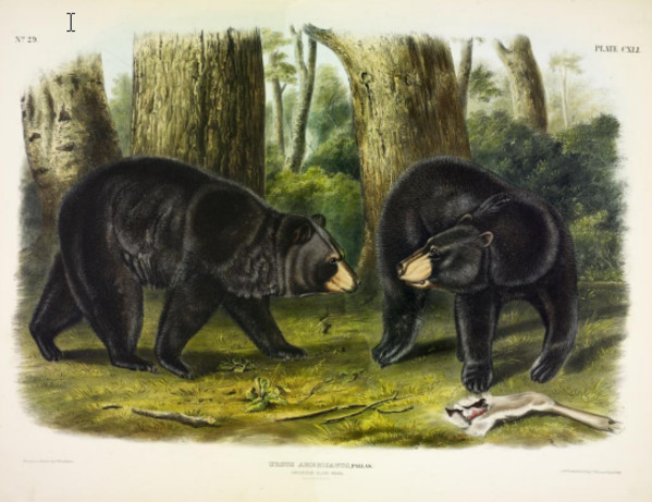 Ursus Americanus, Pallas. American Black Bear