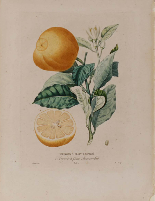 Oranger A Fruit Bossele