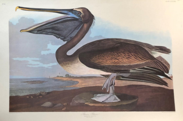 Brown Pelican