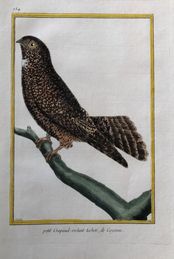 Petit Grapaud-Volant Tachete de Cayenne by Francois-Nicolas Martinet
