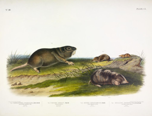 Fig. 1. Pseudostoma floridana, Aud. and Bach. Southern Pouched Rat. Fig. 2. Sorex dekayi, Bach. D...