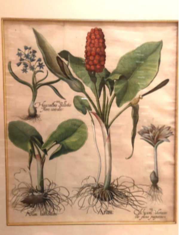 Arum by Basilius Besler