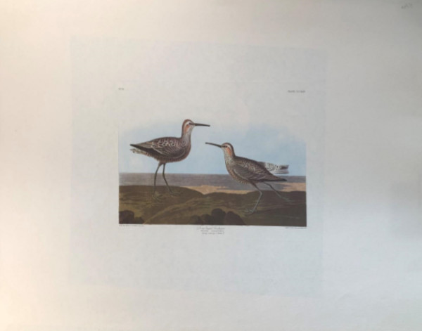 Long Legged Sandpiper