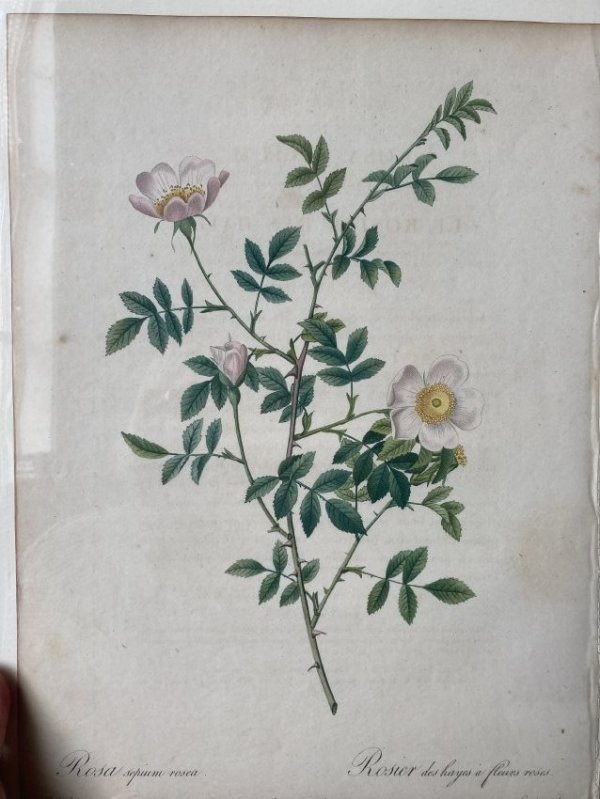 Rosa sepium rosea by Pierre-Joseph Redouté