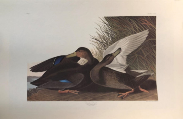 Dusky Duck