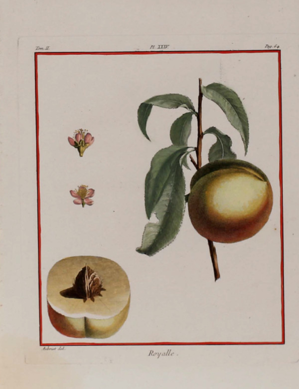 Plate 124, Royalle by Claude Aubriet
