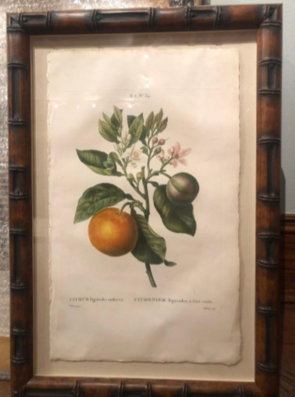 Citrus Bigaradia violecea by Pancrace Bessa