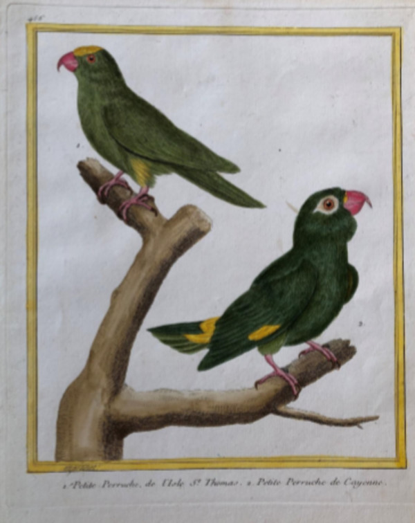 1. Petite Perruche, de I'Isle St. Thomas 2. Petite Perruche de Cayenne by Francois-Nicolas Martinet
