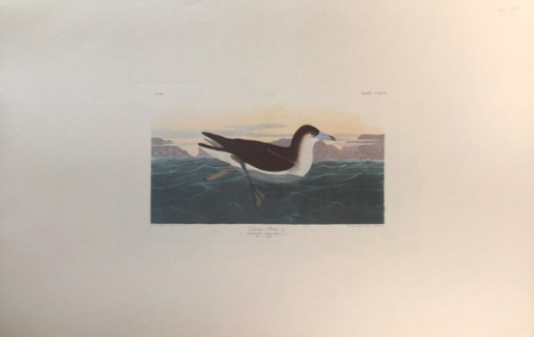 Dusky Petrel