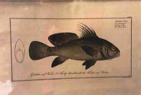 Plate 207,	Sciaena nigra,	The Black-Amber