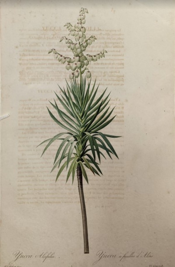 Yucca Aloifolia, Plate 401