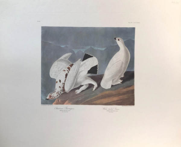 American Ptarmigan & White Tailed Grous