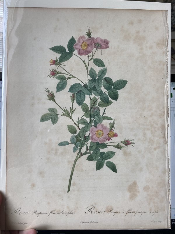 Rosa Pomponia flore subsimplia by Pierre-Joseph Redouté