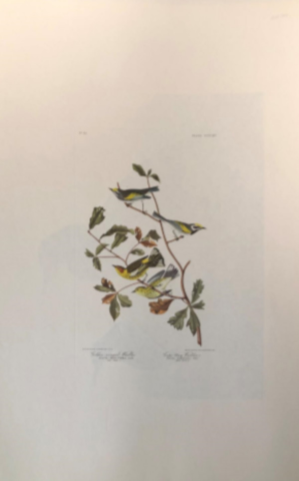 Golden Winged Warbler & Cape May Warbler